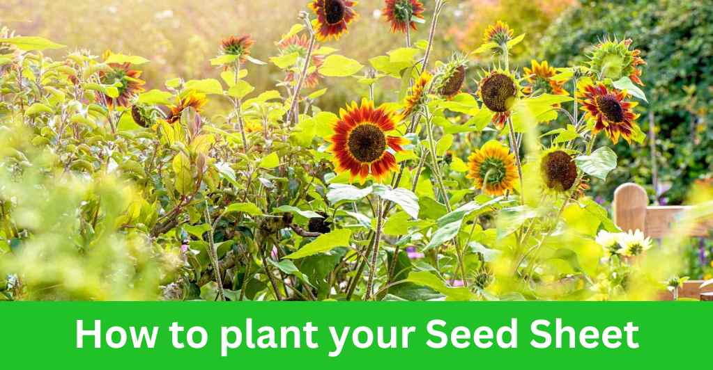 How to plant your Seed Sheet